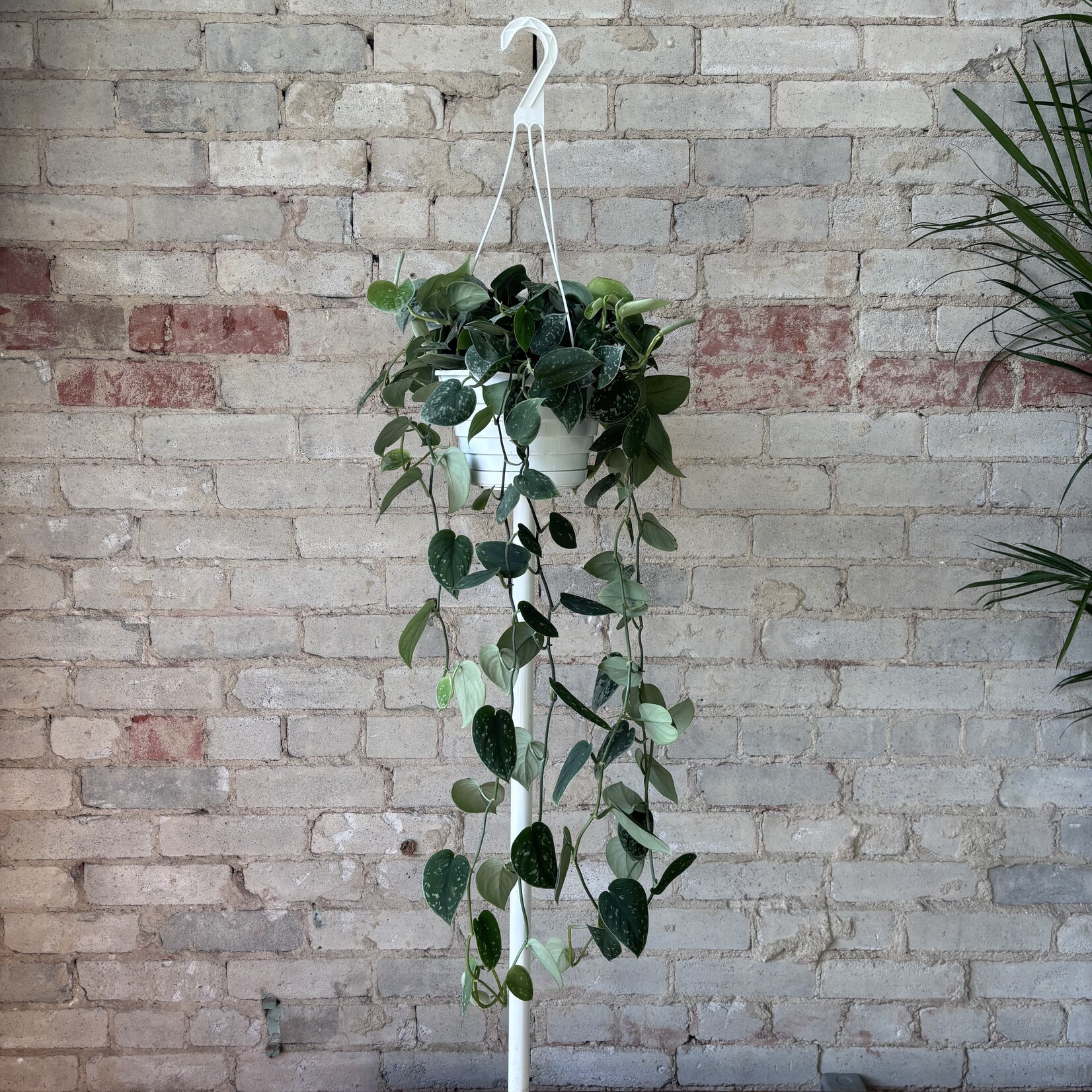 Scindapsus Silvery Ann 8" HB