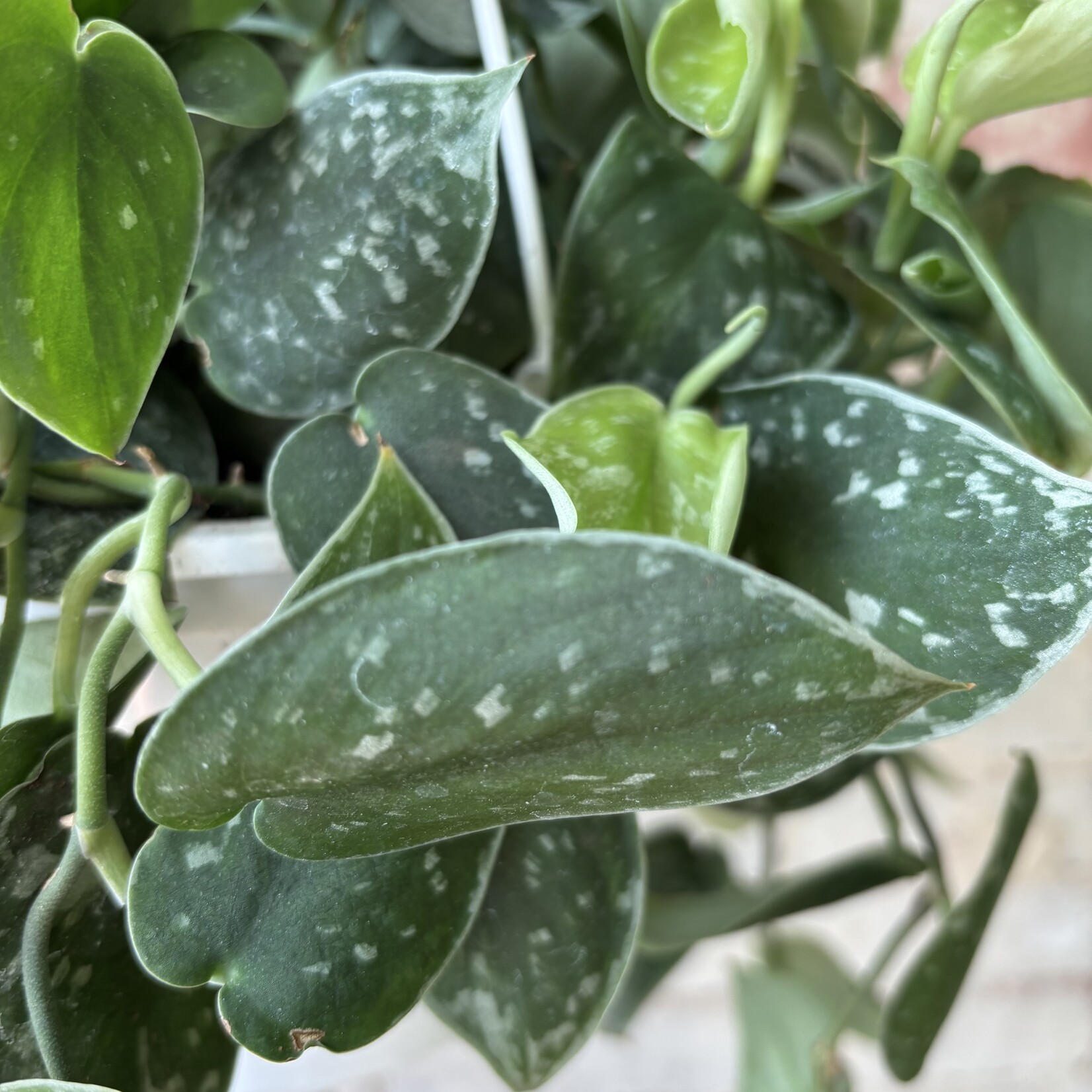 Scindapsus Silvery Ann 8" HB