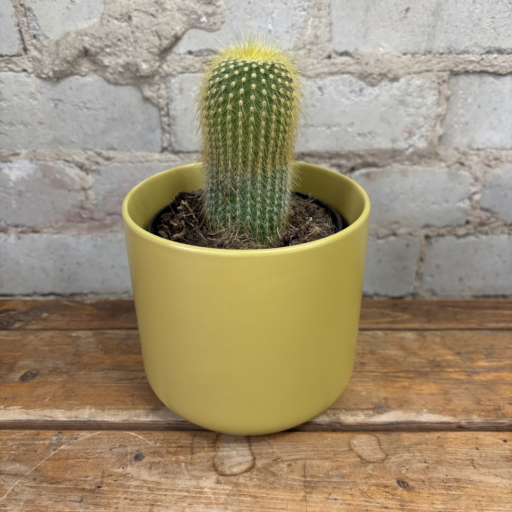 Lemon Ball Cactus 4"