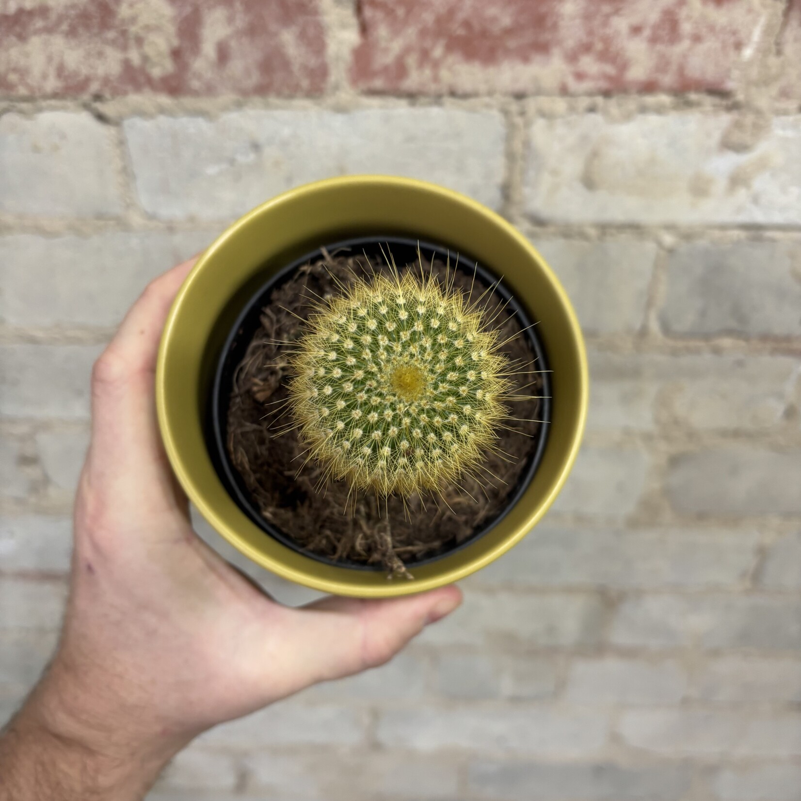 Lemon Ball Cactus 4"