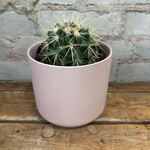 Golden Barrel Cactus 4"