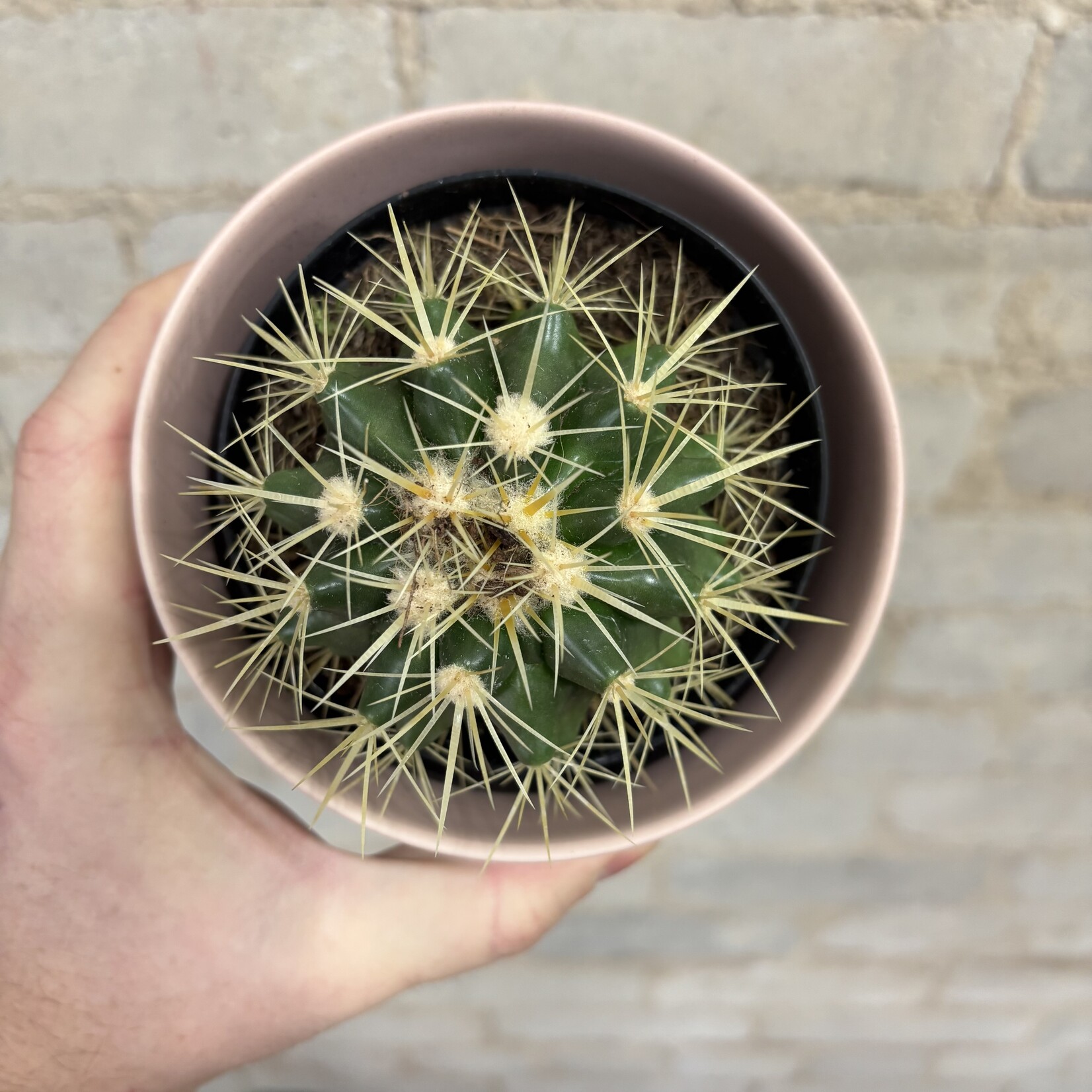 Golden Barrel Cactus 4"