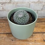 Mammilaria Elegans Cactus 4"