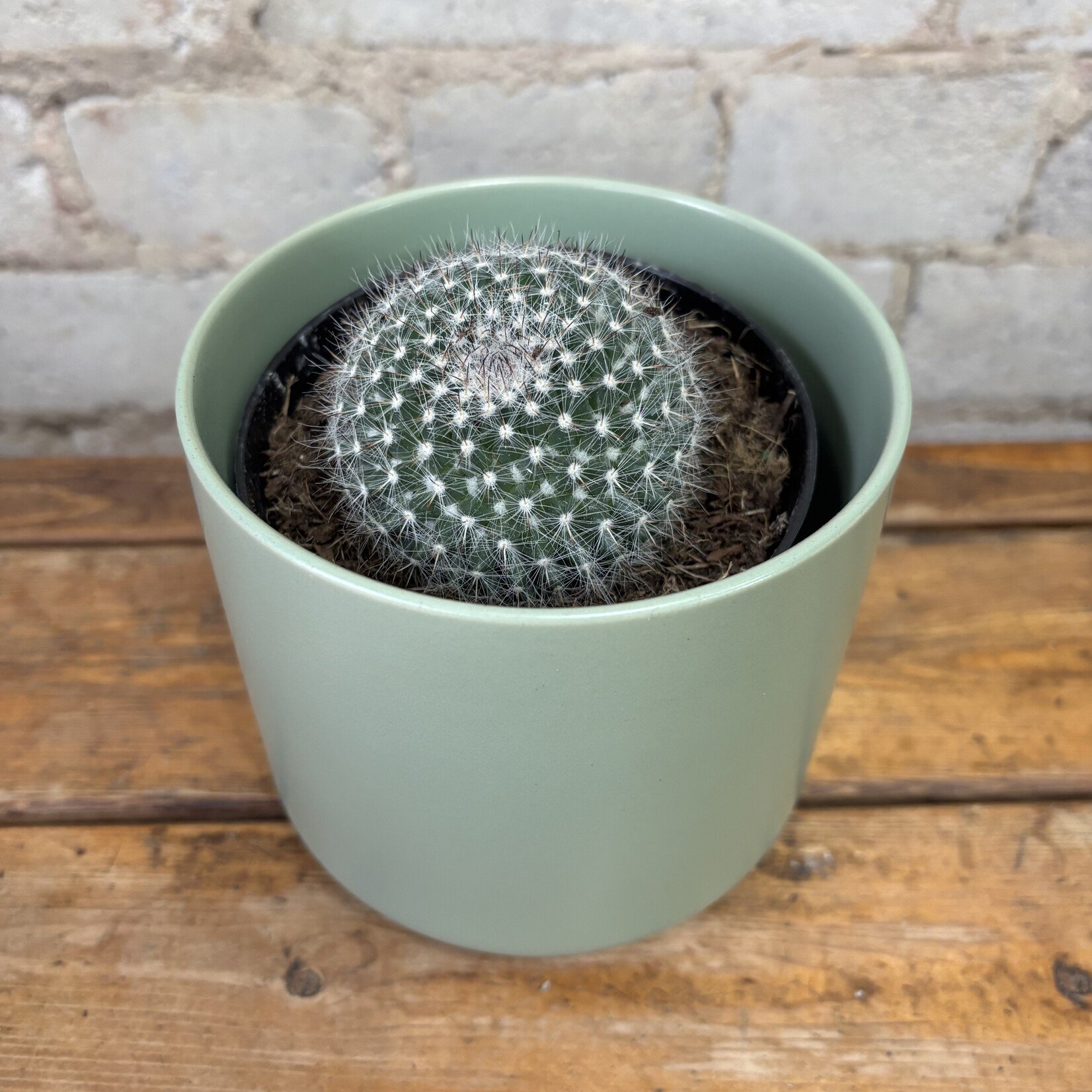 Mammilaria Elegans Cactus 4"