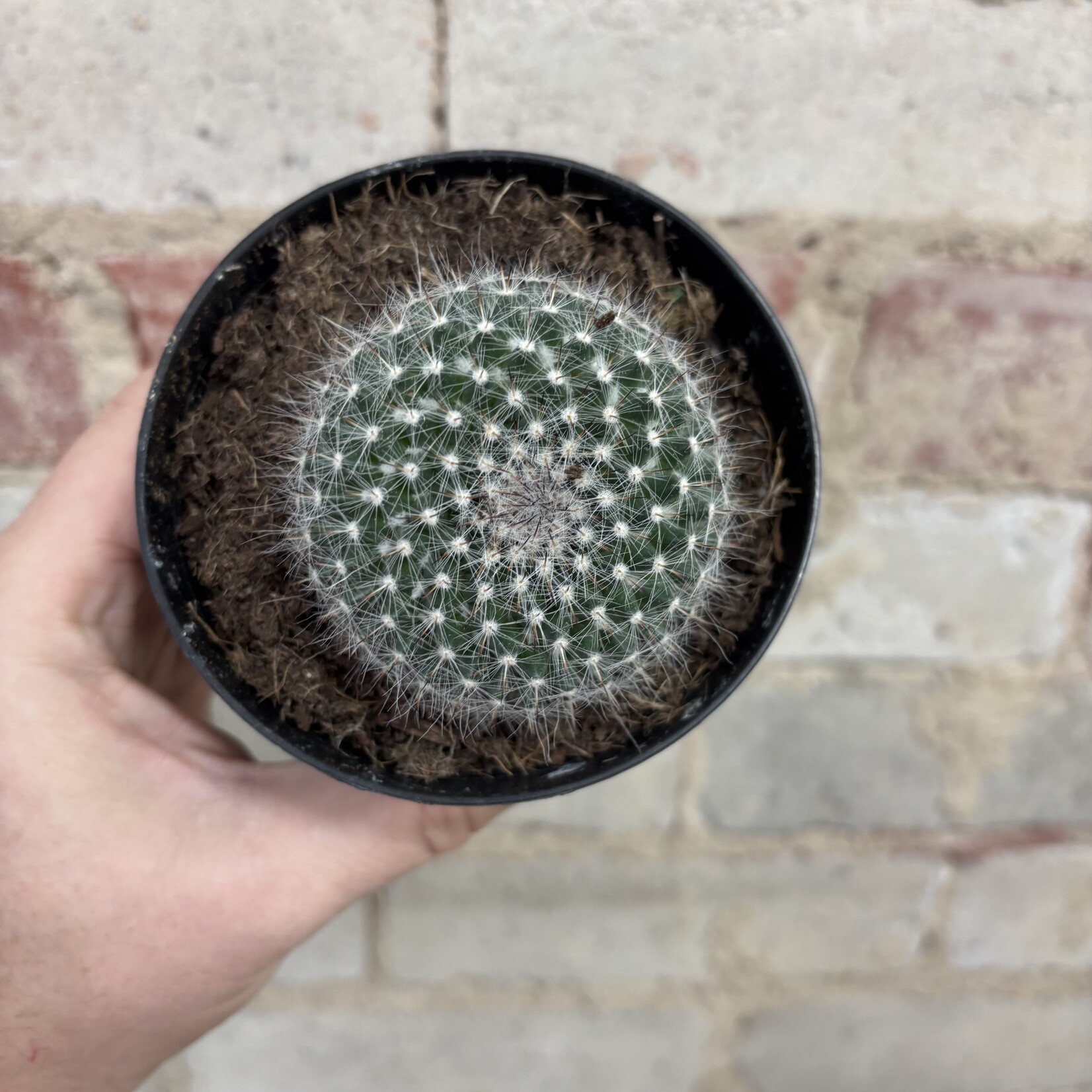 Mammilaria Elegans Cactus 4"