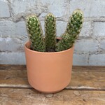 Golden Lace Cactus 4"