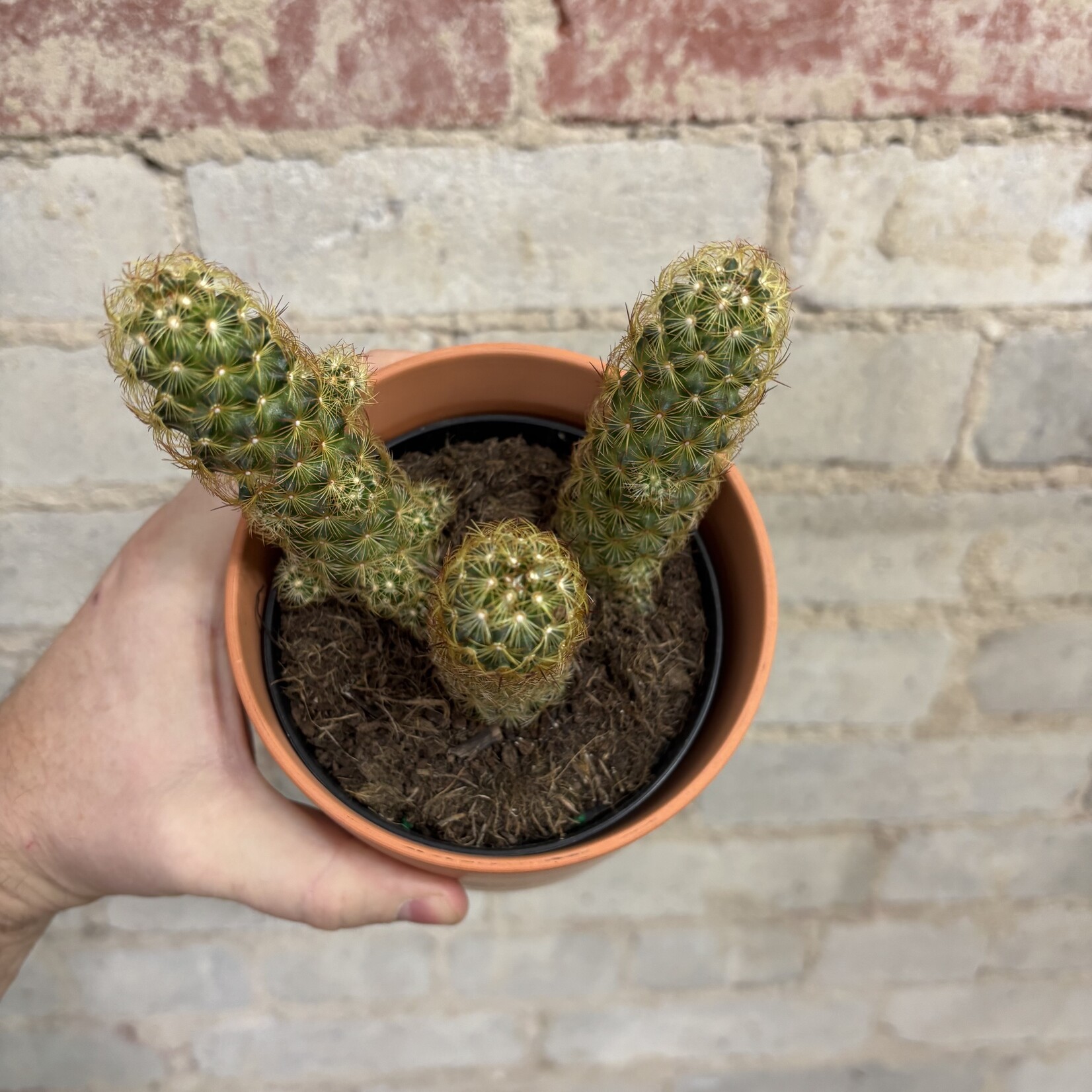 Golden Lace Cactus 4"