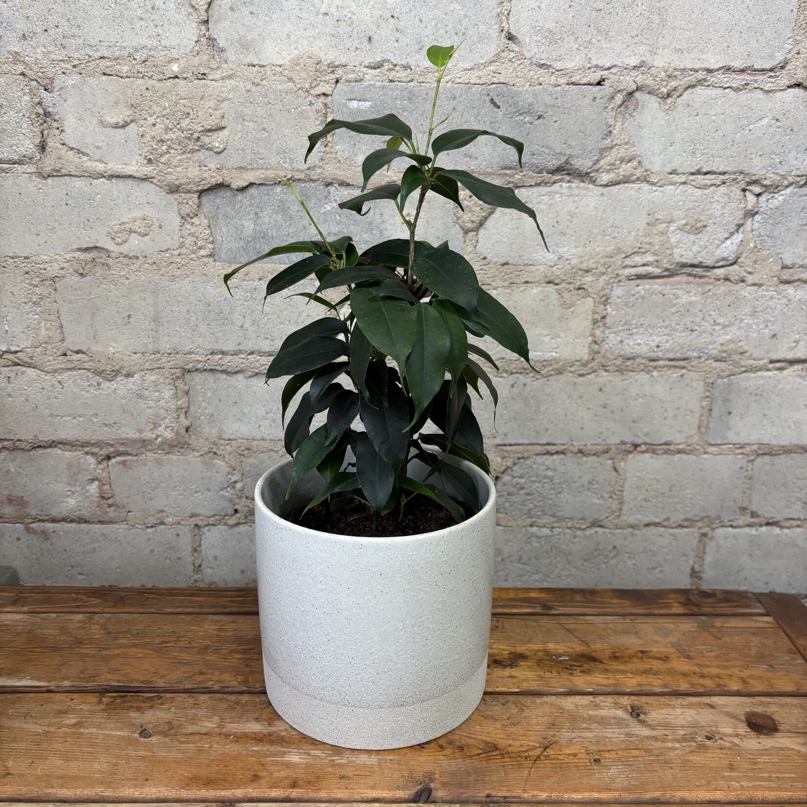 Ficus Benjamina 'Danielle' 5"