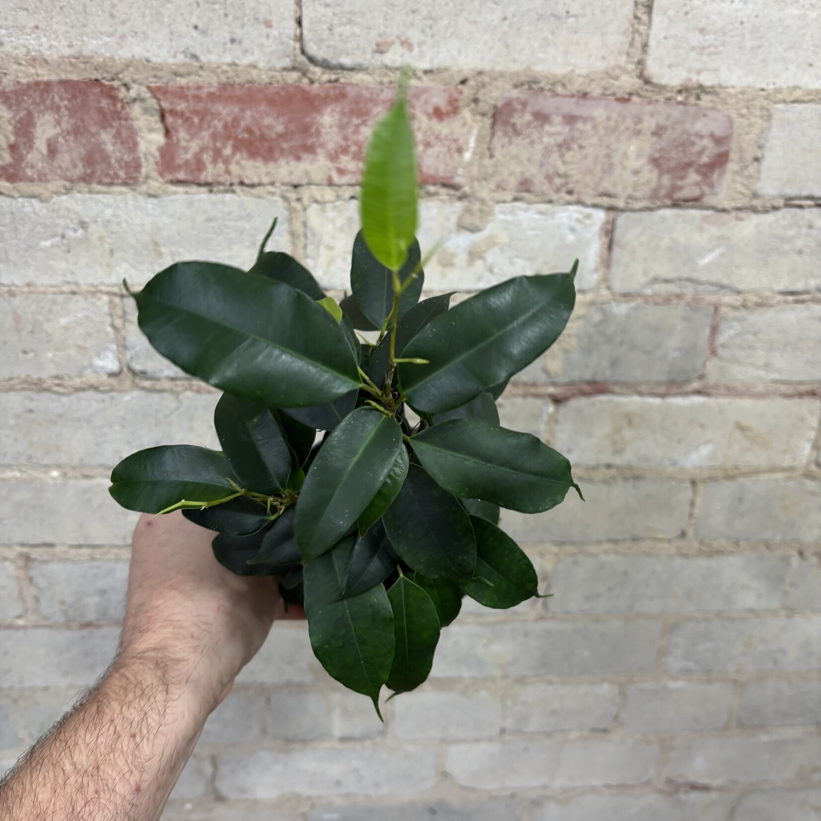 Ficus Benjamina 'Danielle' 5"