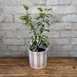 Ficus Benjamina 'Over The Edge' 5"