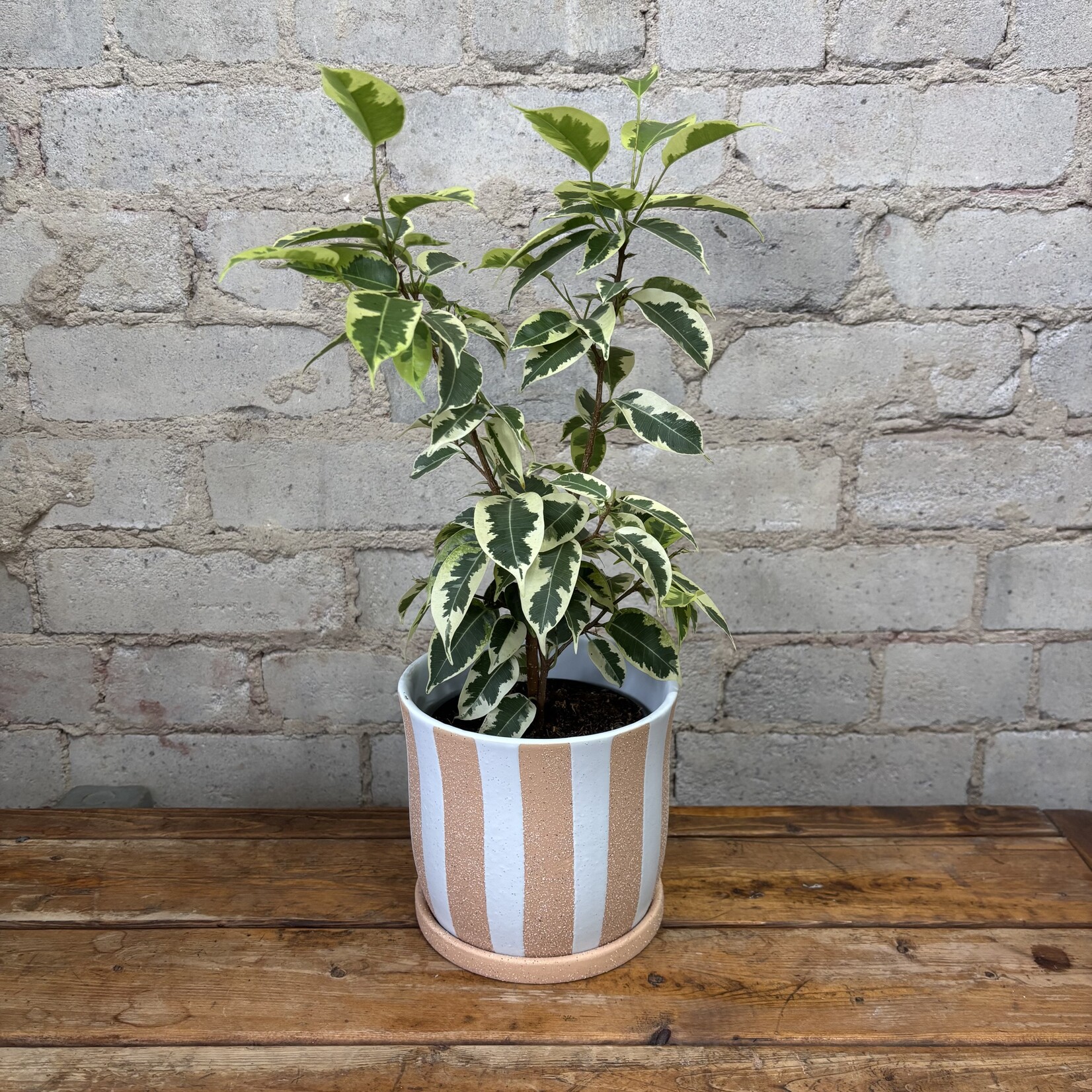Ficus Benjamina 'Over The Edge' 5"