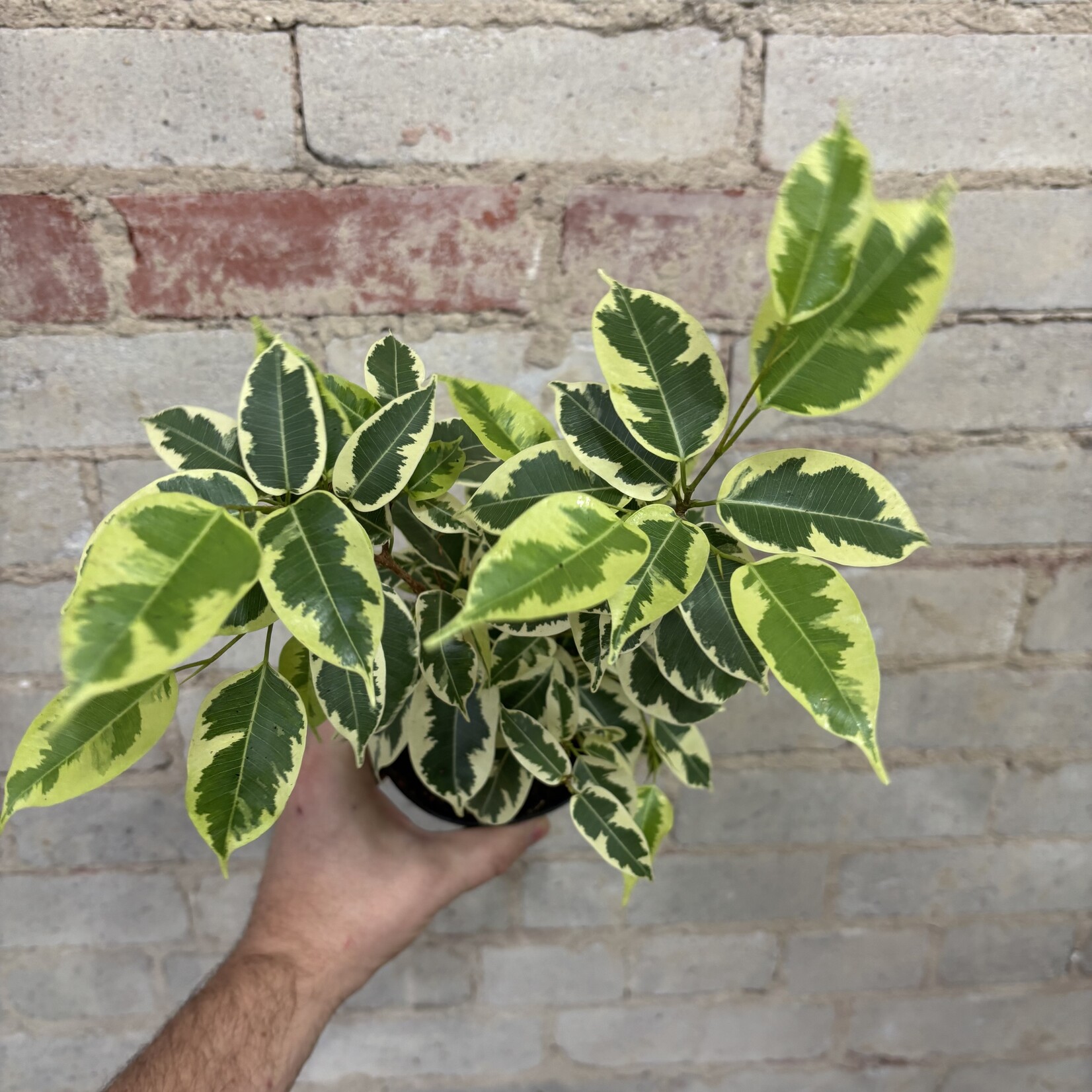 Ficus Benjamina 'Over The Edge' 5"