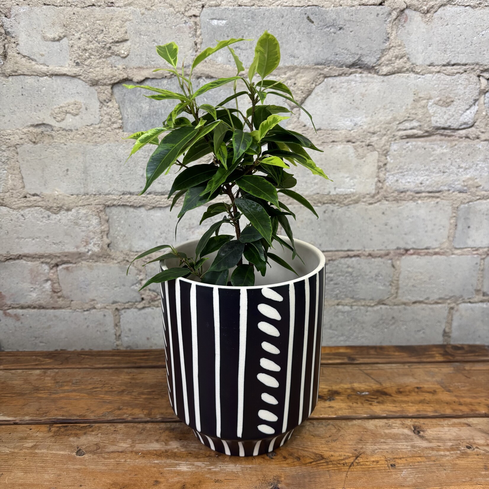 Ficus Benjamina 'Anastasia' 5"