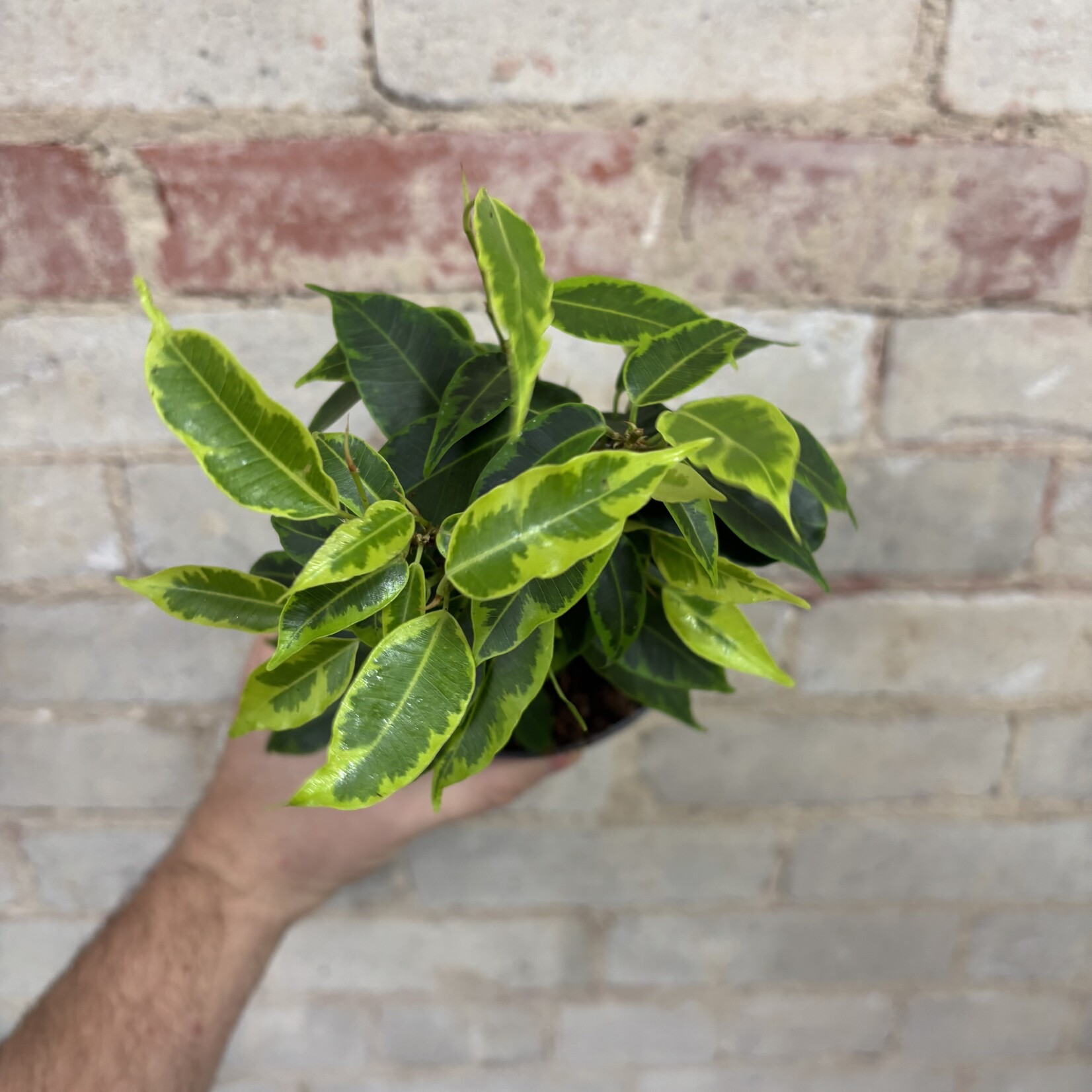 Ficus Benjamina 'Anastasia' 5"