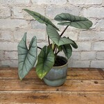 Alocasia Bisma 5" 'Mythic Quicksilver'