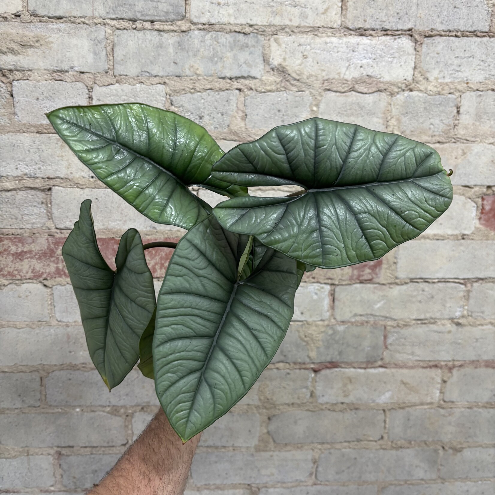 Alocasia Bisma 5" 'Mythic Quicksilver'