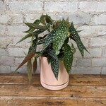 Begonia White Maculata 6"