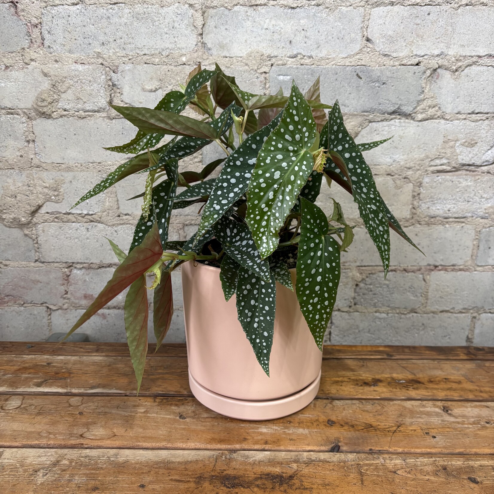 Begonia White Maculata 6"