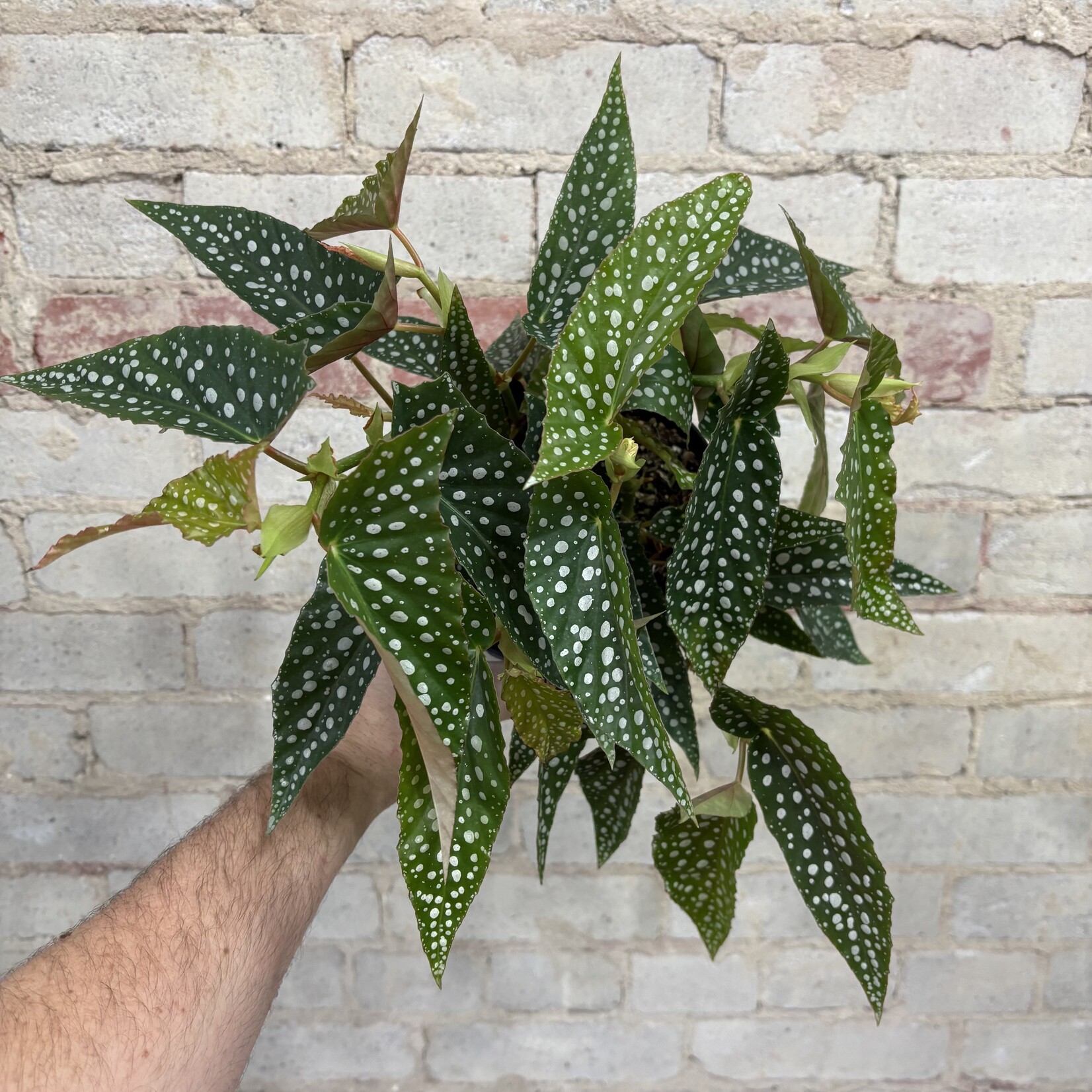 Begonia White Maculata 6"