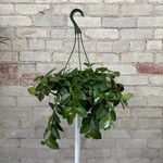 Lipstick Mona Lisa 8" HB