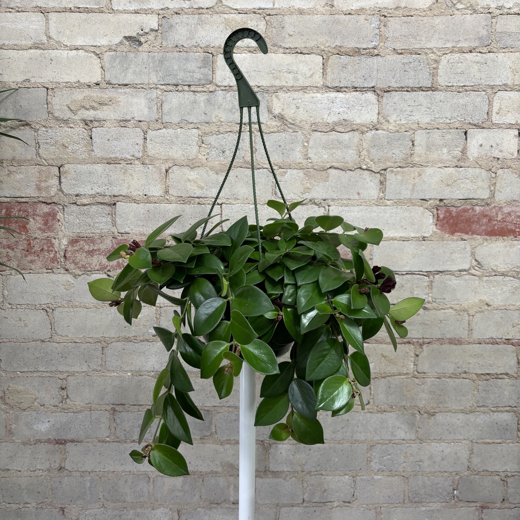 Lipstick Mona Lisa 8" HB