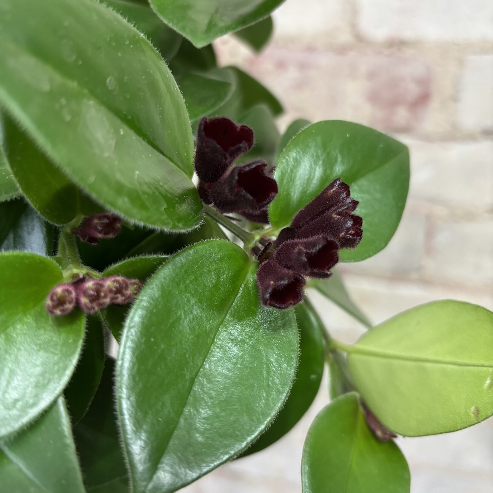 Lipstick Mona Lisa 8" HB