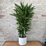 Dracaena Variegated 10"