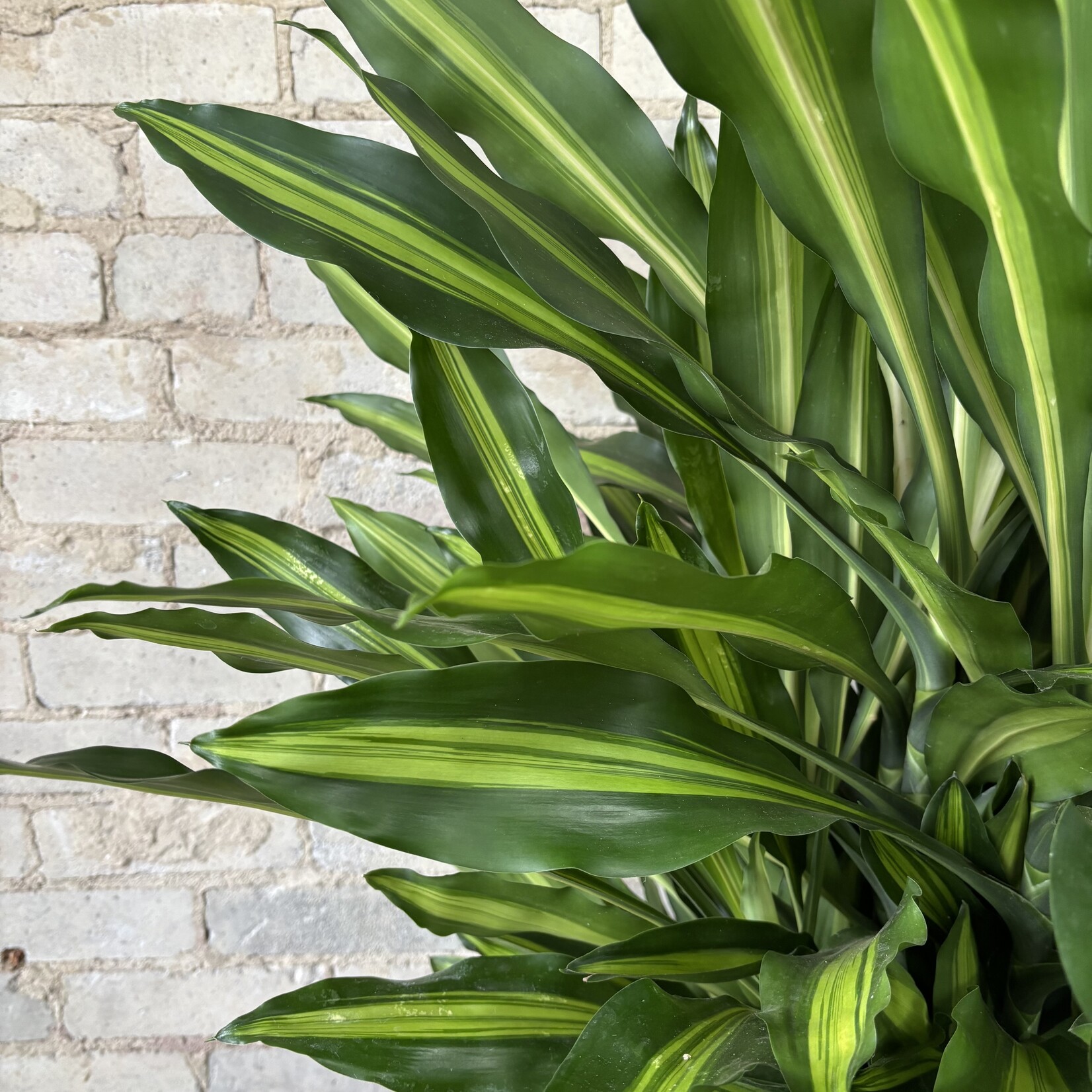 Dracaena Variegated 10"