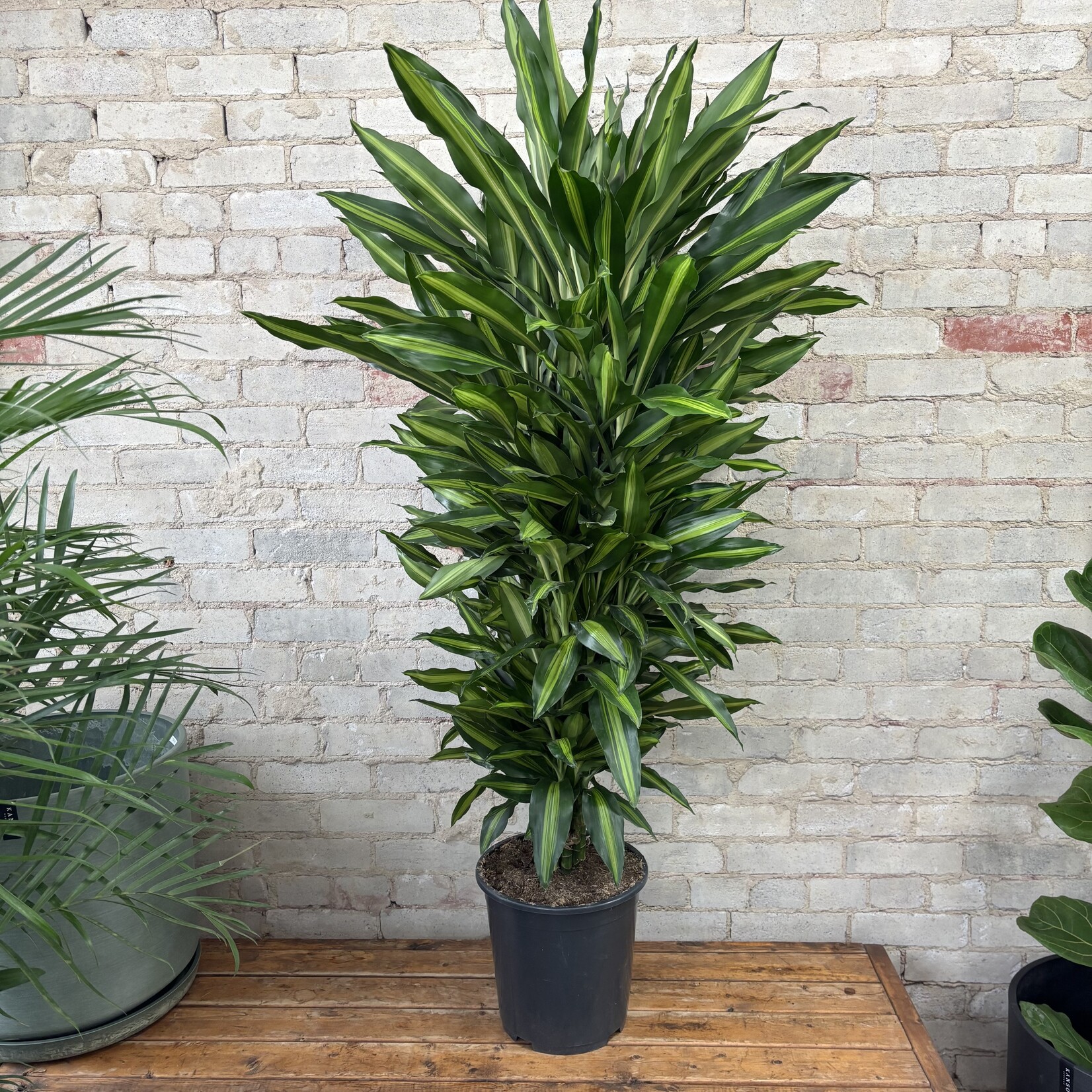 Dracaena Variegated 10"