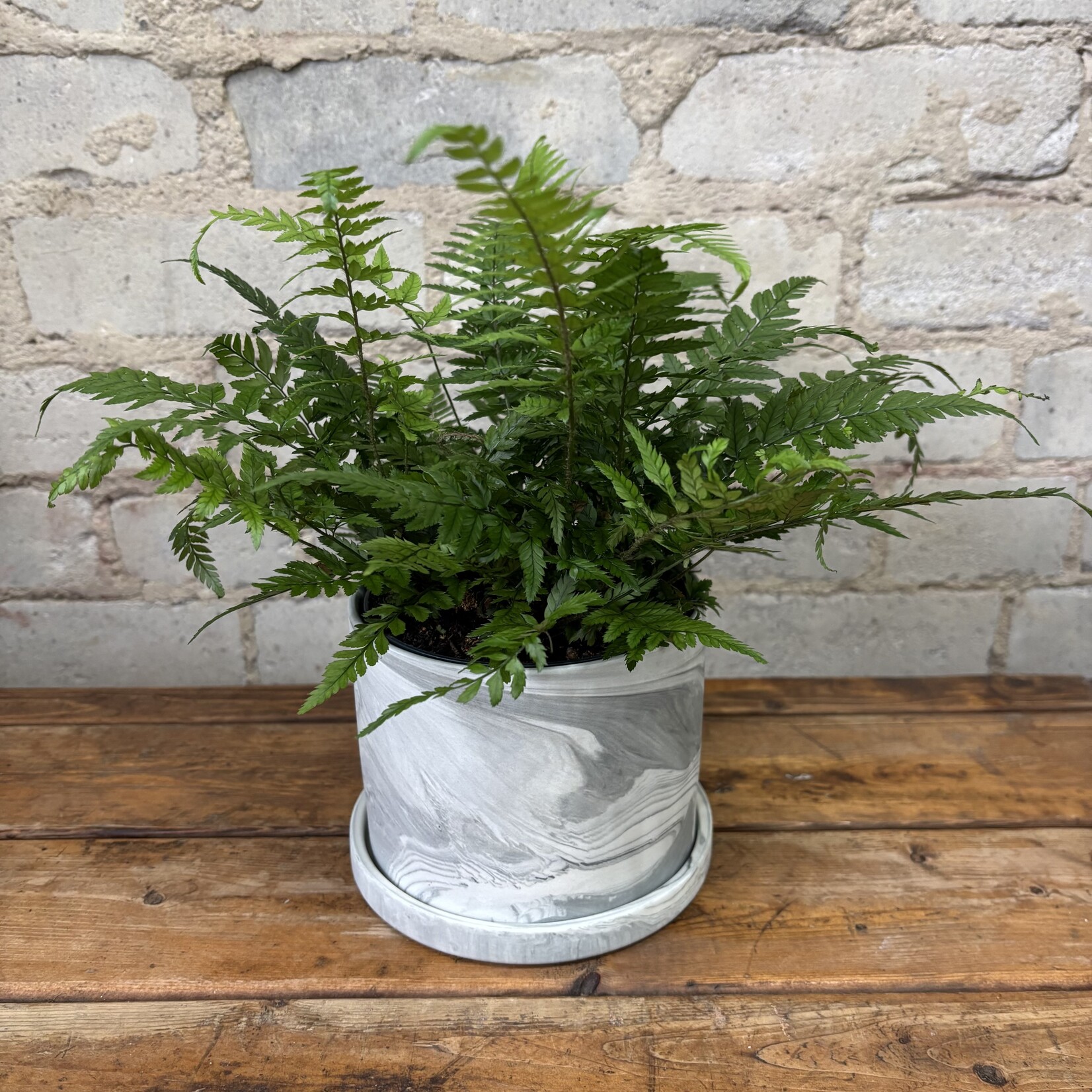 Mother Fern 5"