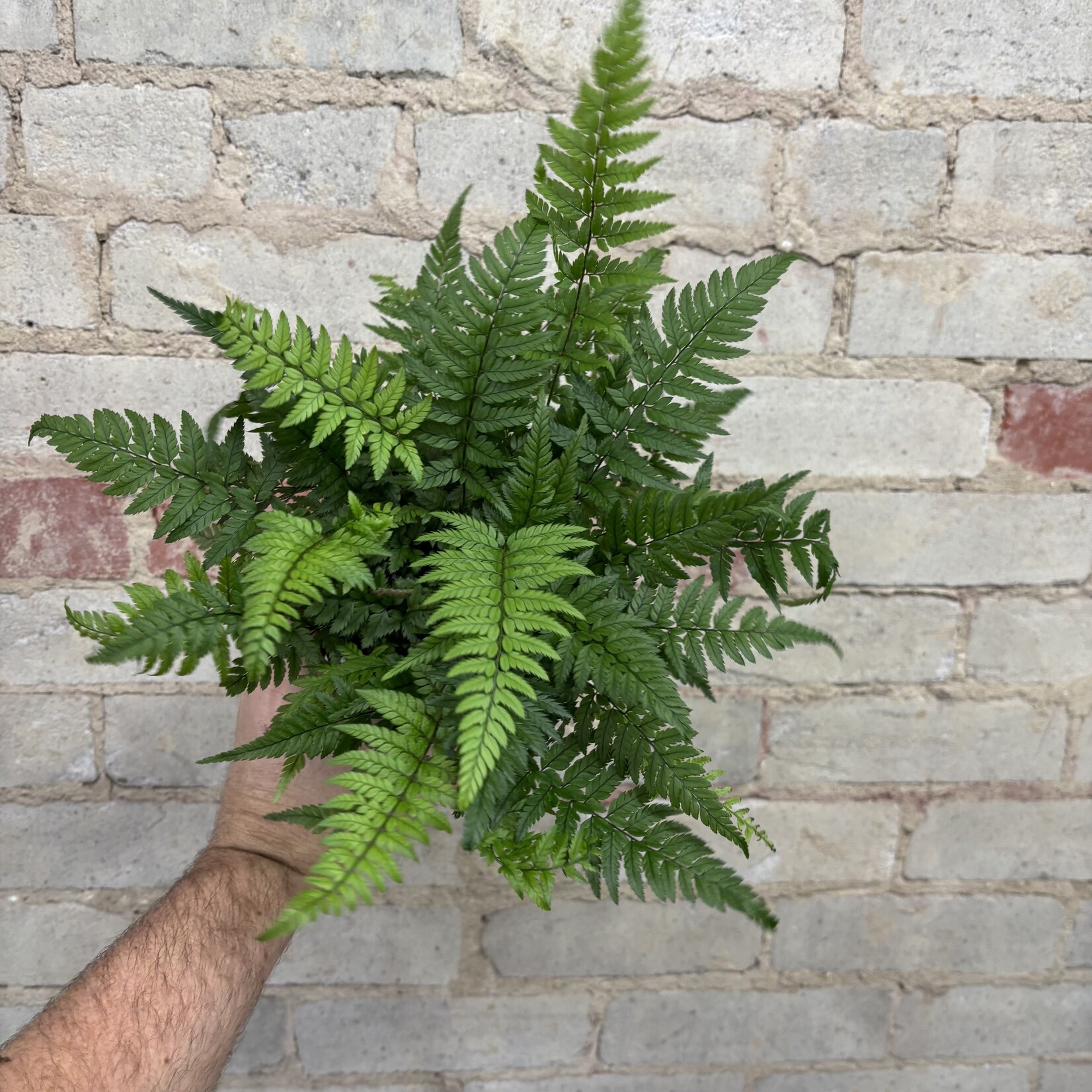Mother Fern 5"