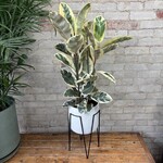 Ficus Elastica Tineke 8"