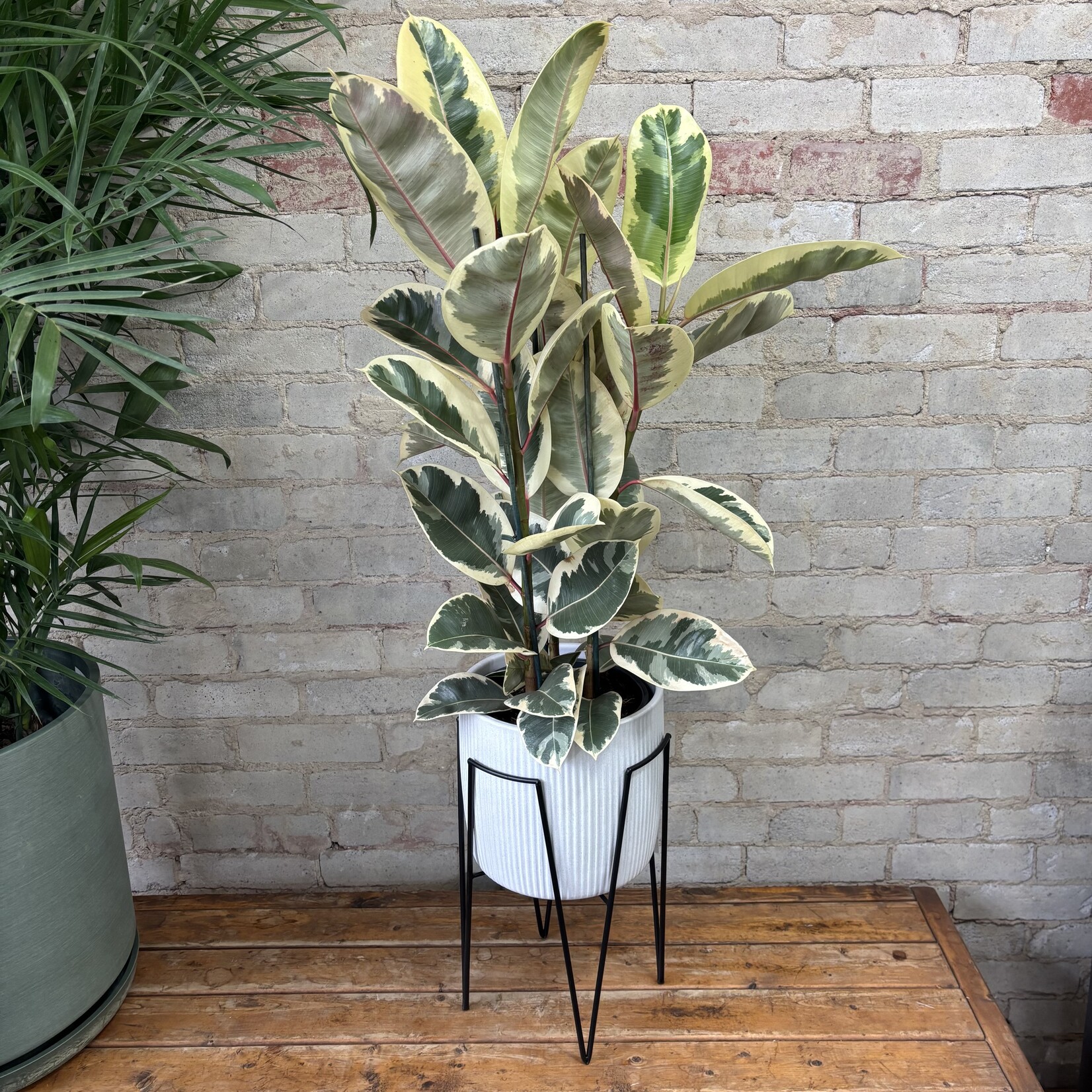 Ficus Elastica Tineke 8"