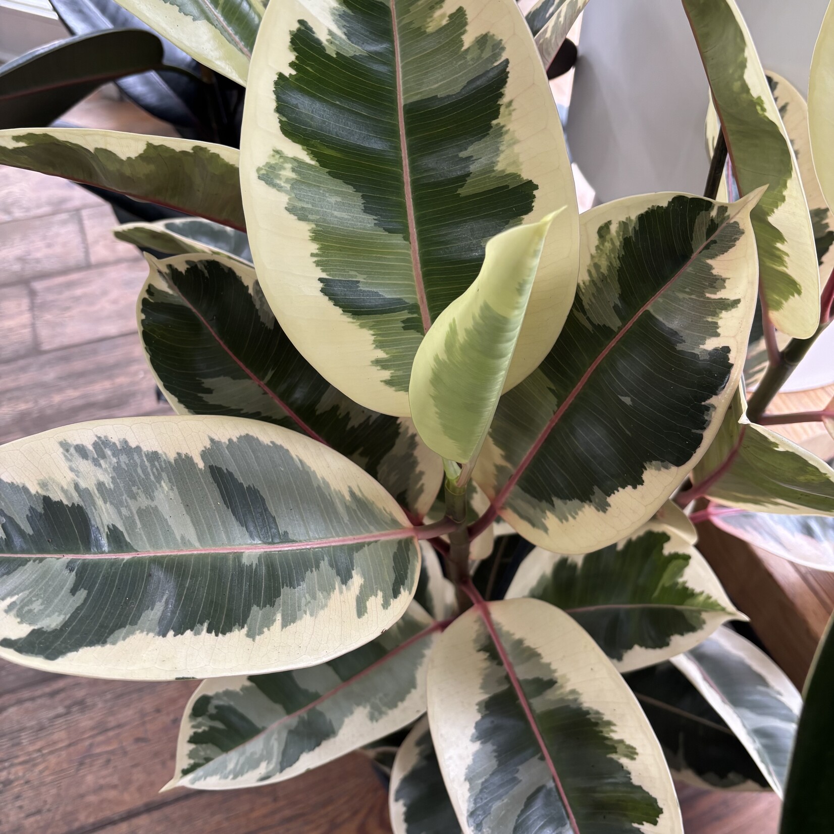 Ficus Elastica Tineke 8"