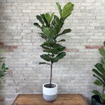 Ficus Lyrata Standard 10"