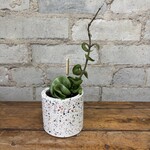 Hoya Carnosa Compacta 2.5"