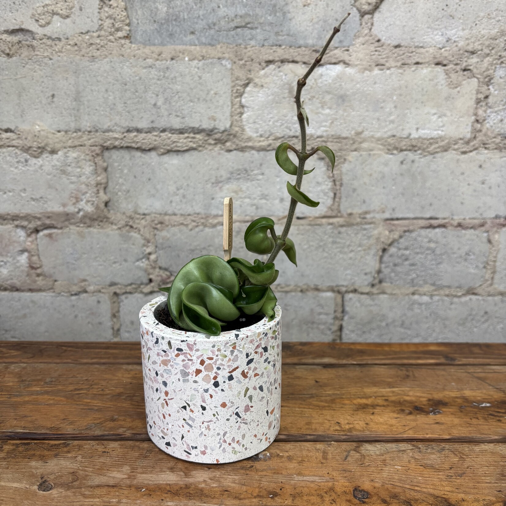 Hoya Carnosa Compacta 2.5"