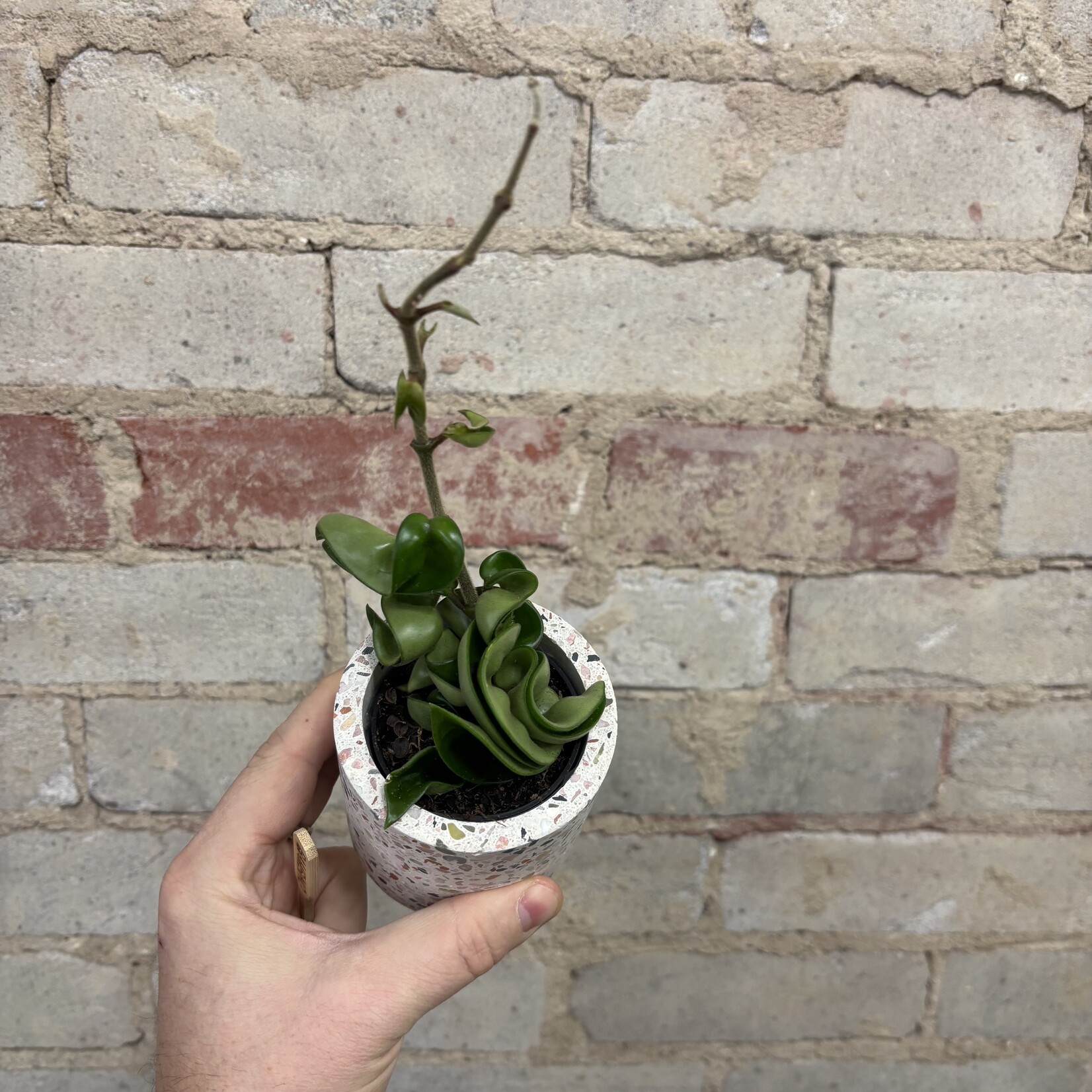 Hoya Carnosa Compacta 2.5"