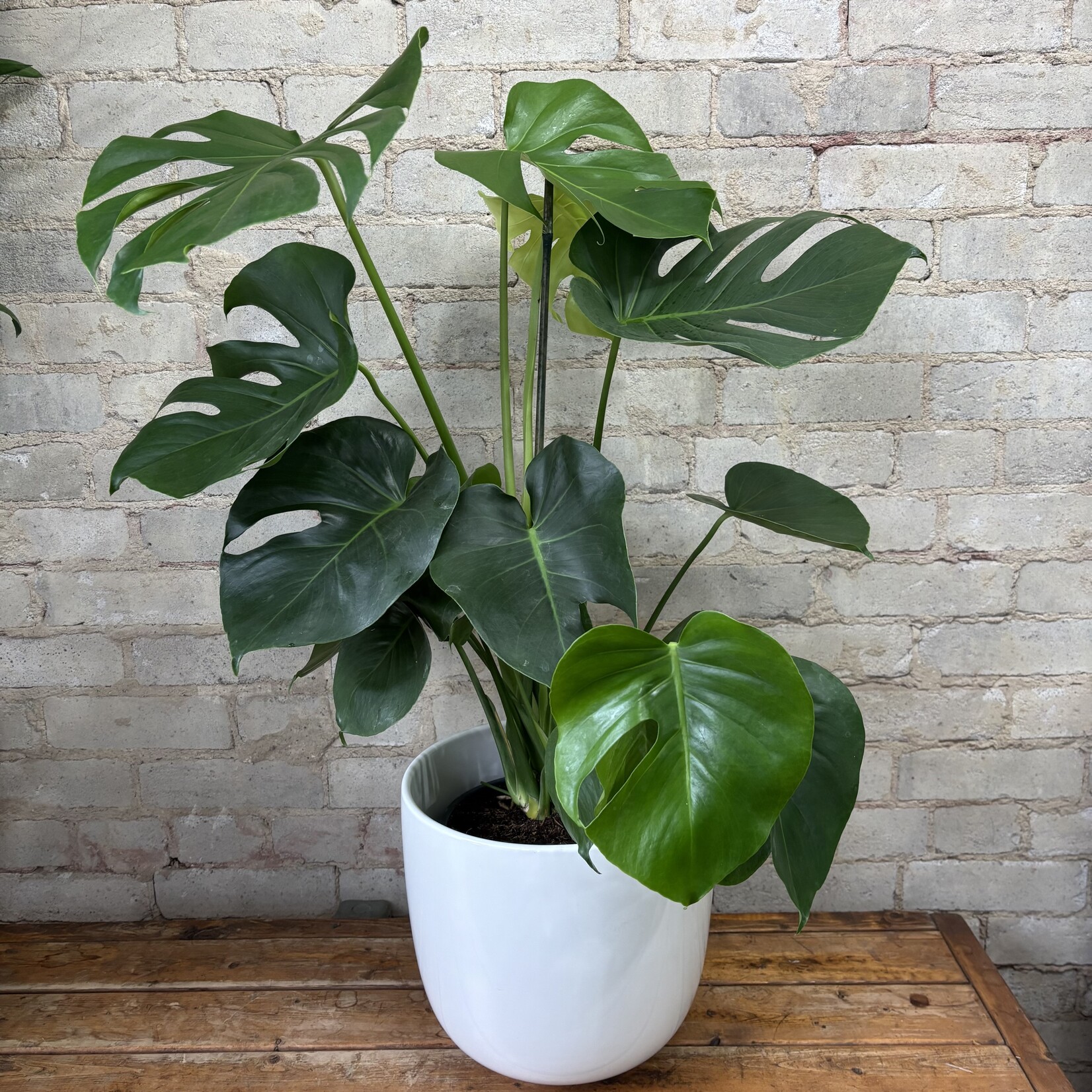 Monstera Deliciosa 8"