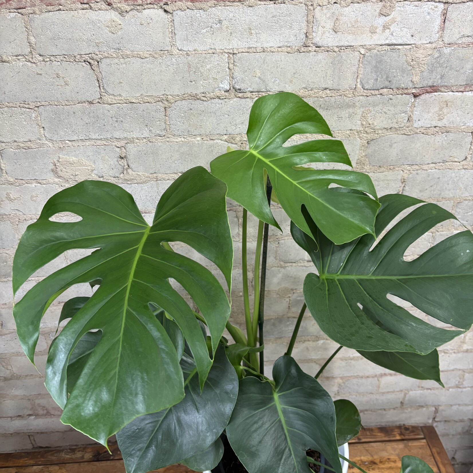 Monstera Deliciosa 8"