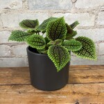 Pilea Moon Valley 5"