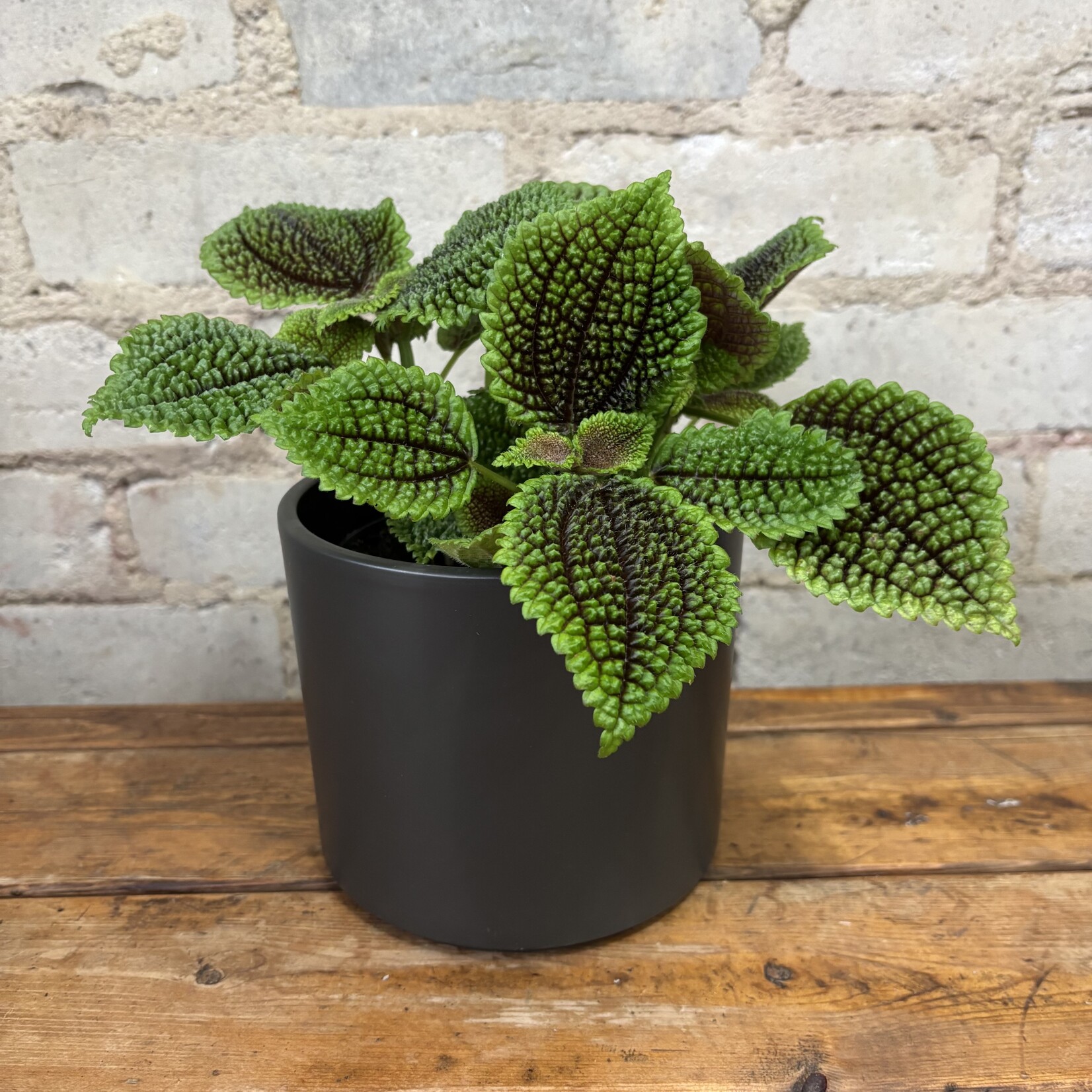 Pilea Moon Valley 5"