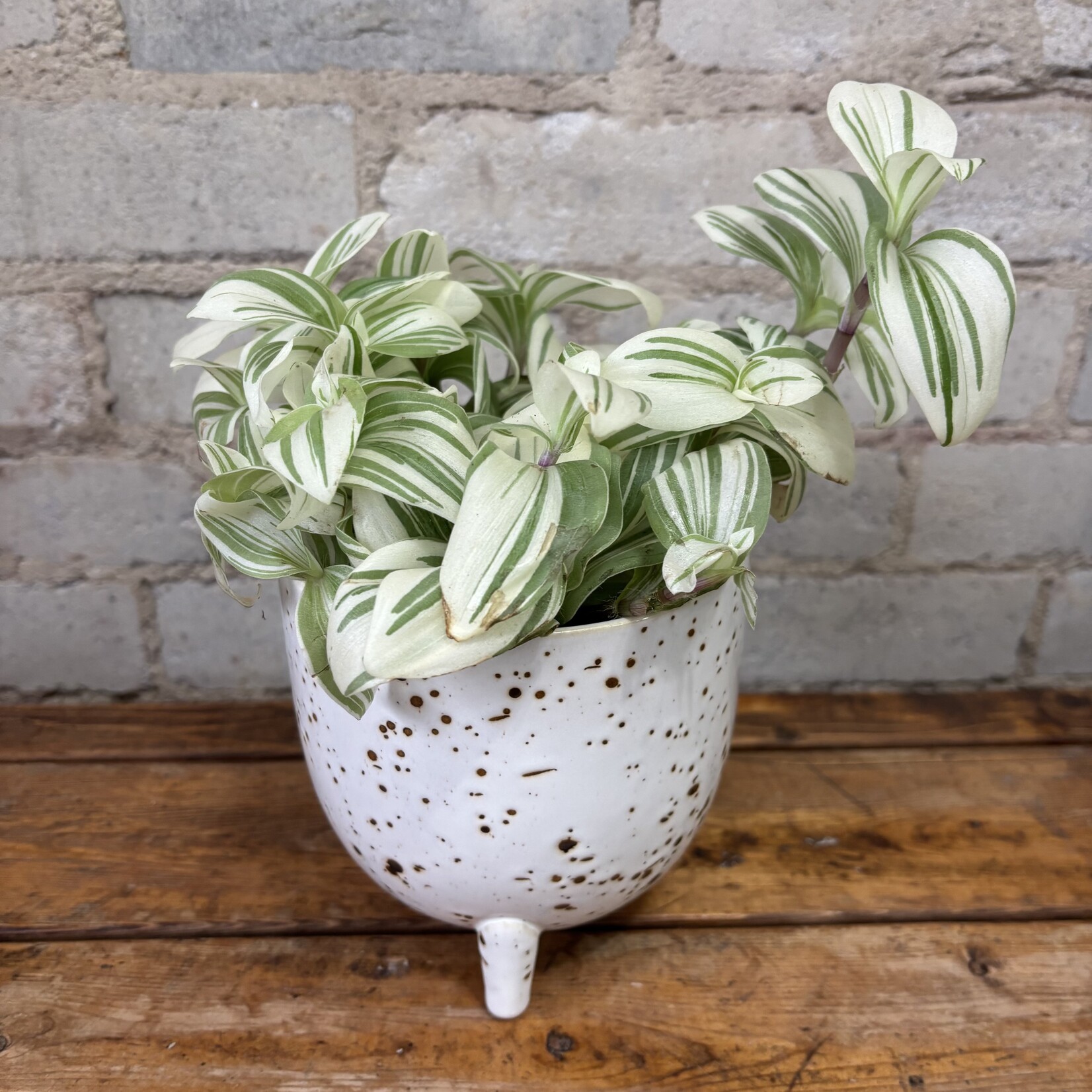 Tradescantia White 5"