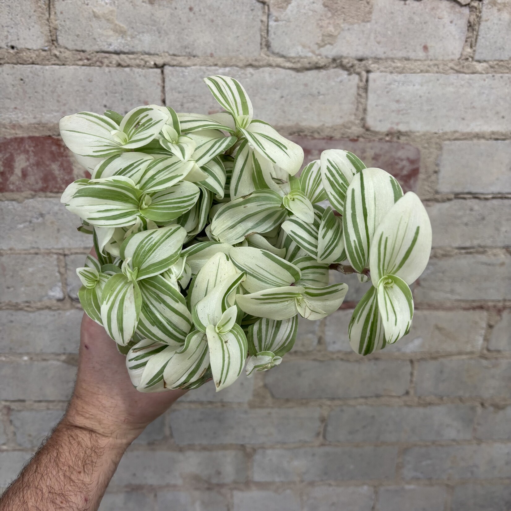 Tradescantia White 5"