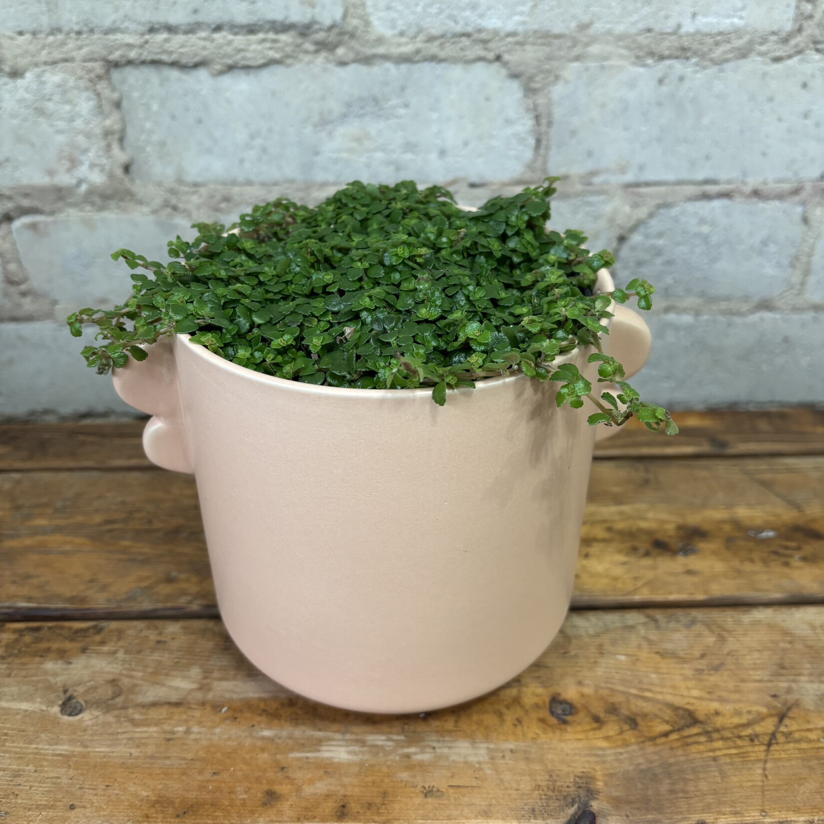 Pilea Depressa Sao Paulo 5"