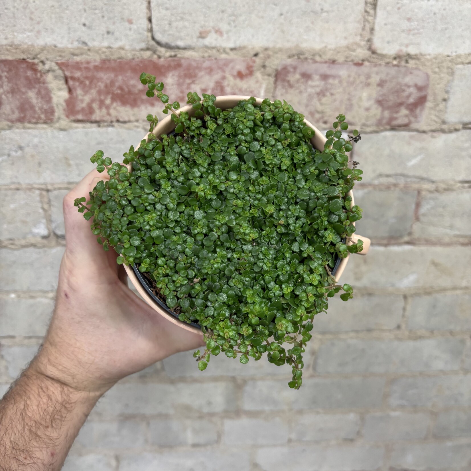 Pilea Depressa Sao Paulo 5"