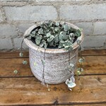 Variegated String of Hearts (Ceropegia) 5"