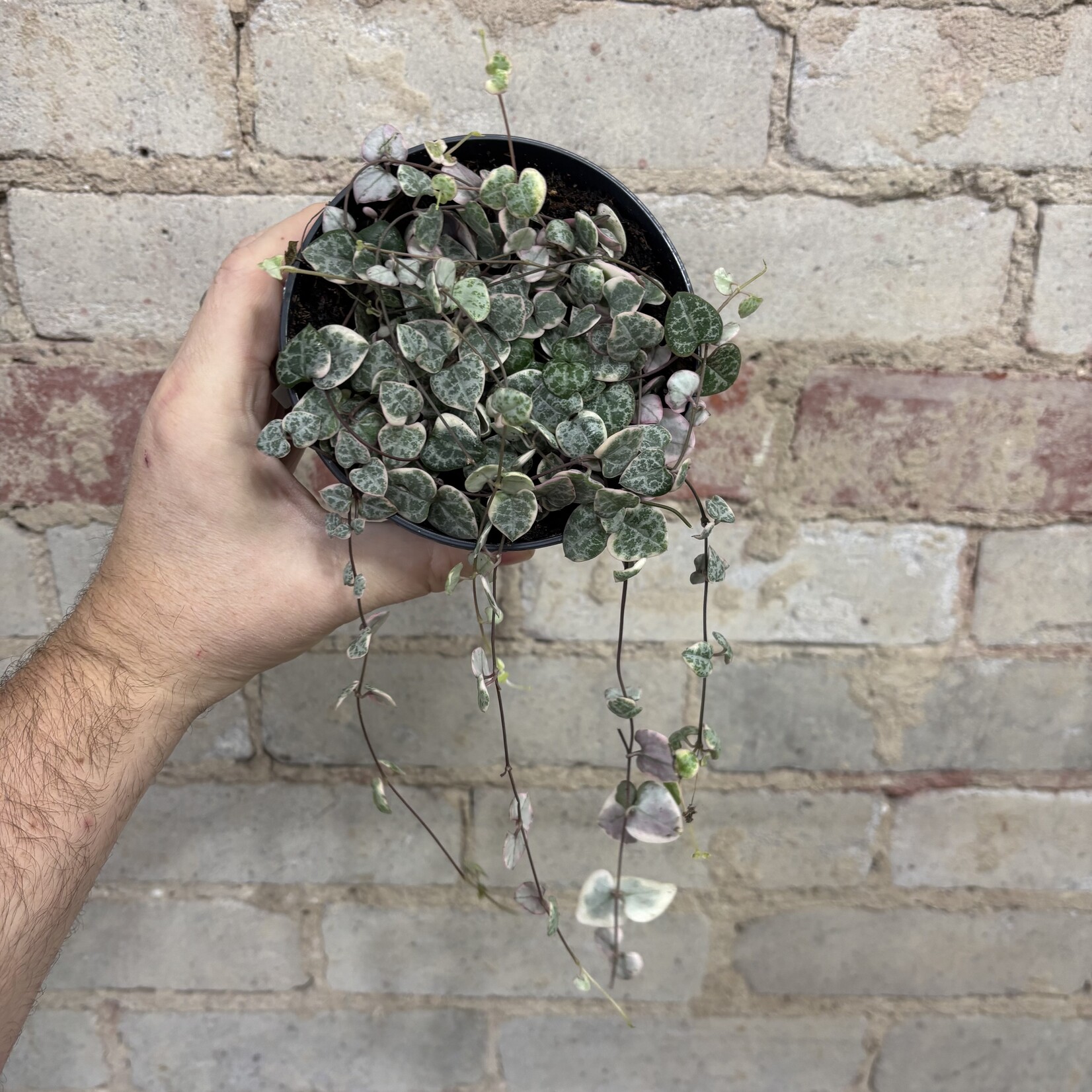 Variegated String of Hearts (Ceropegia) 5"