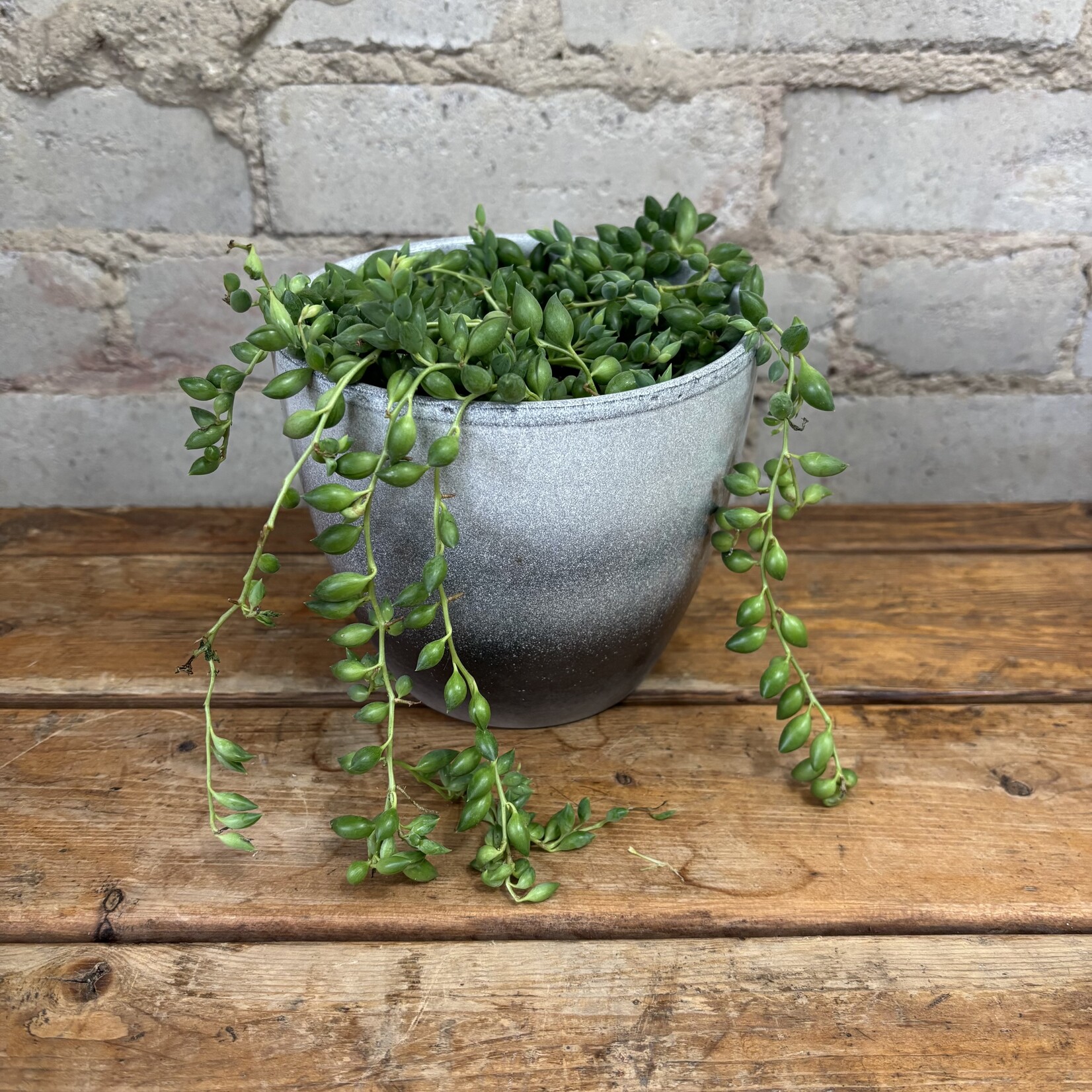 Senecio 'String of Tears' 5"