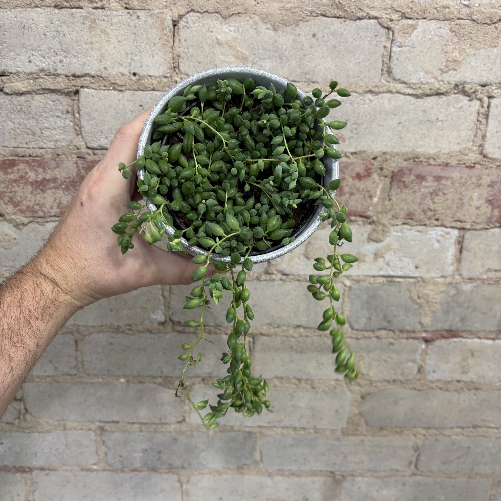 Senecio 'String of Tears' 5"